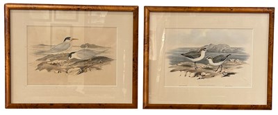 Lot 18 - 2 x John Gould Hand-Coloured Lithographs 1804-1881.