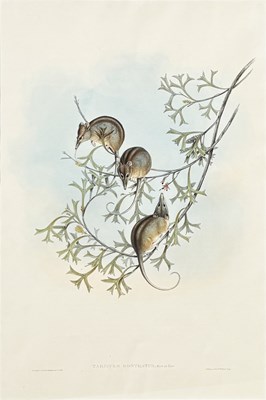 Lot 35 - John Gould 1804-1881.