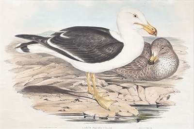 Lot 95 - John Gould 1804-1881.