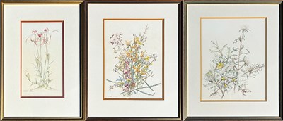 Lot 102 - Three Philippa Nikulinsky (b.1942) Botanical Illustrations.