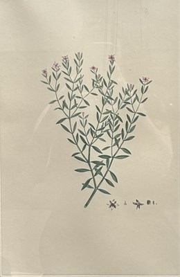 Lot 111 - Sydney Parkinson C.1745-1771.