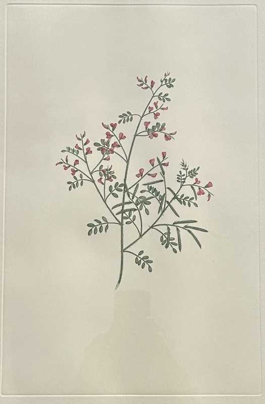Lot 89 - Sydney Parkinson c.1745-1771.