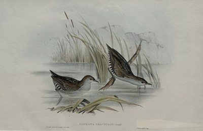 Lot 41 - John Gould 1804-1881.