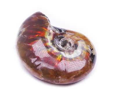 Lot 331 - An Opalised Ammonite.