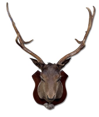 Lot 202 - Taxidermy Shoulder Mount Deer Specimen.